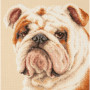 Embroidery kit Bulldog
