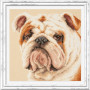 Embroidery kit Bulldog